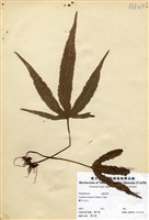藏品(三葉茀蕨)的圖片
